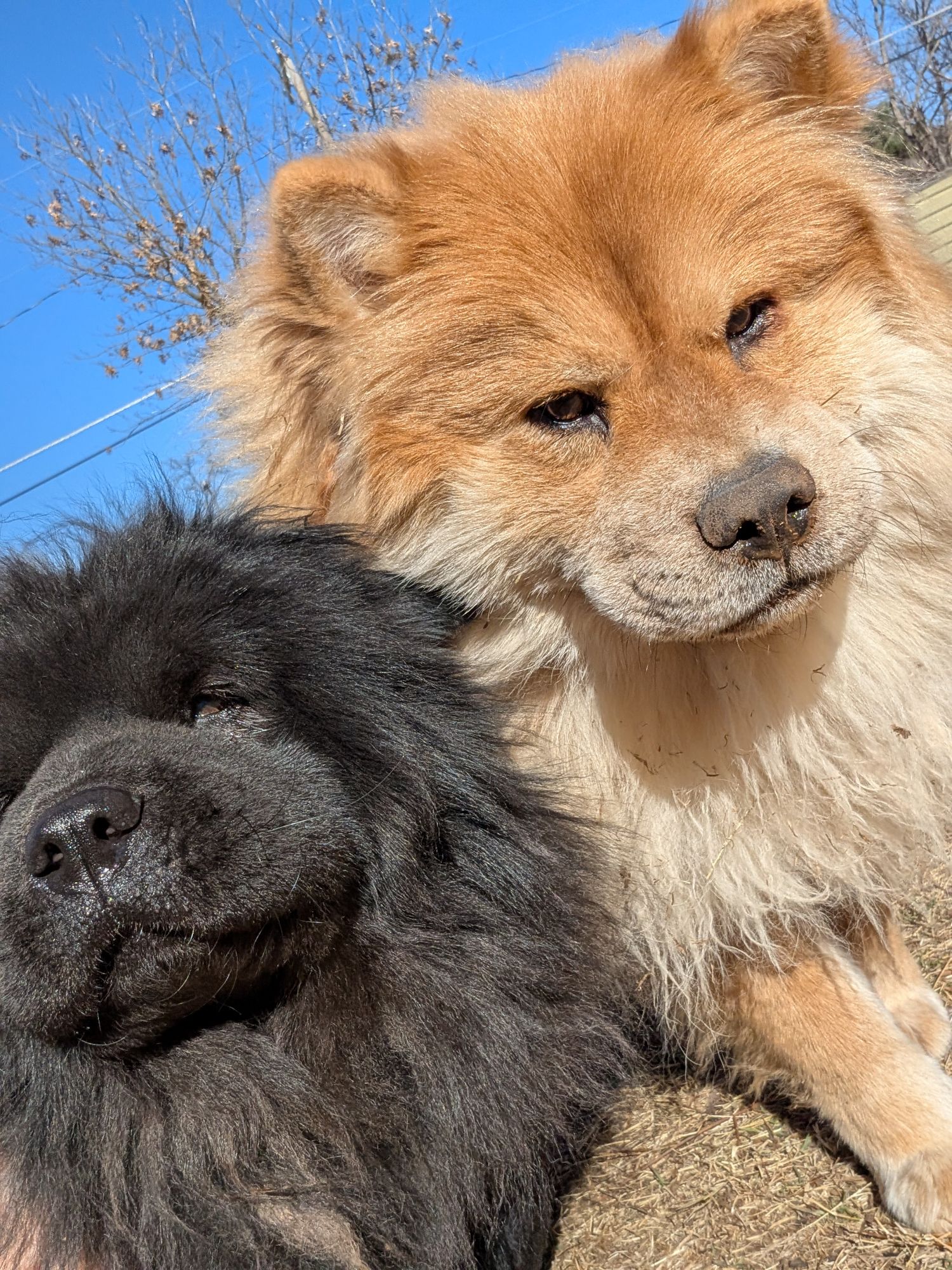 Open Face vs Smooshed Muzzle in Chows. The best options and colors.
