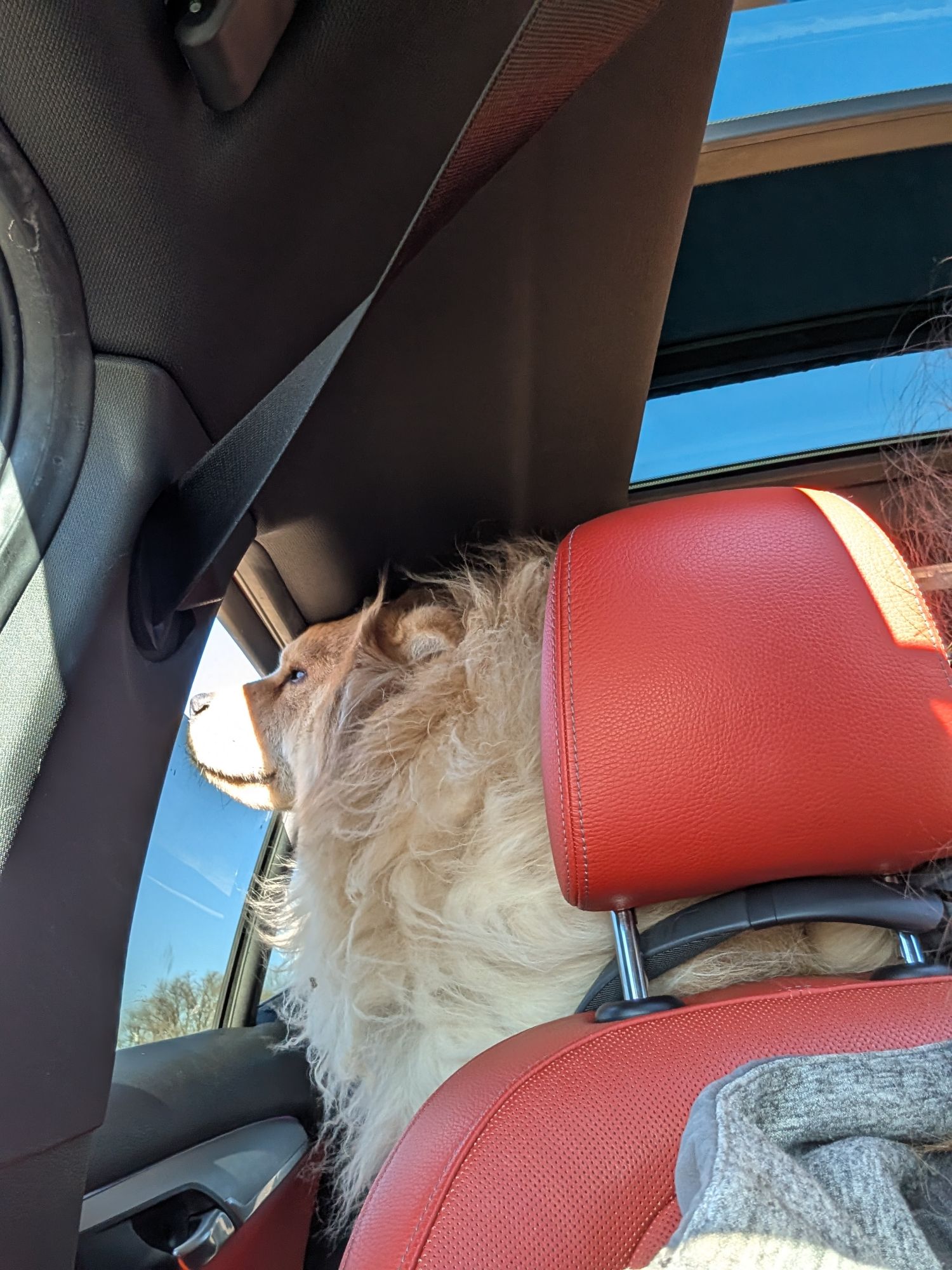 Why Positive Reinforcement Works Best for Chow Chows