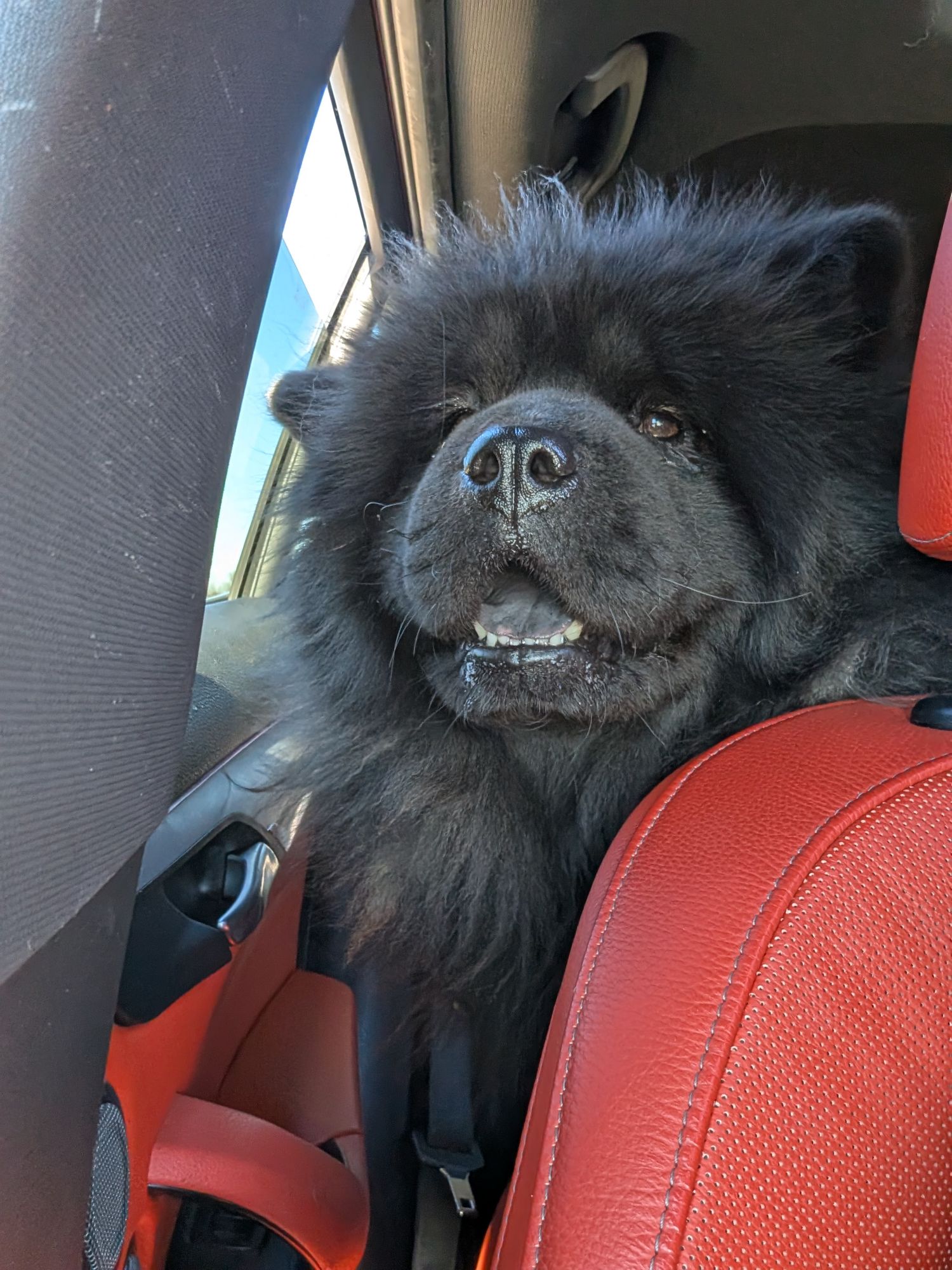 Welcome to Krystal Chow Bears! Where, I hope you love the Chow Chow breed as much as I do.