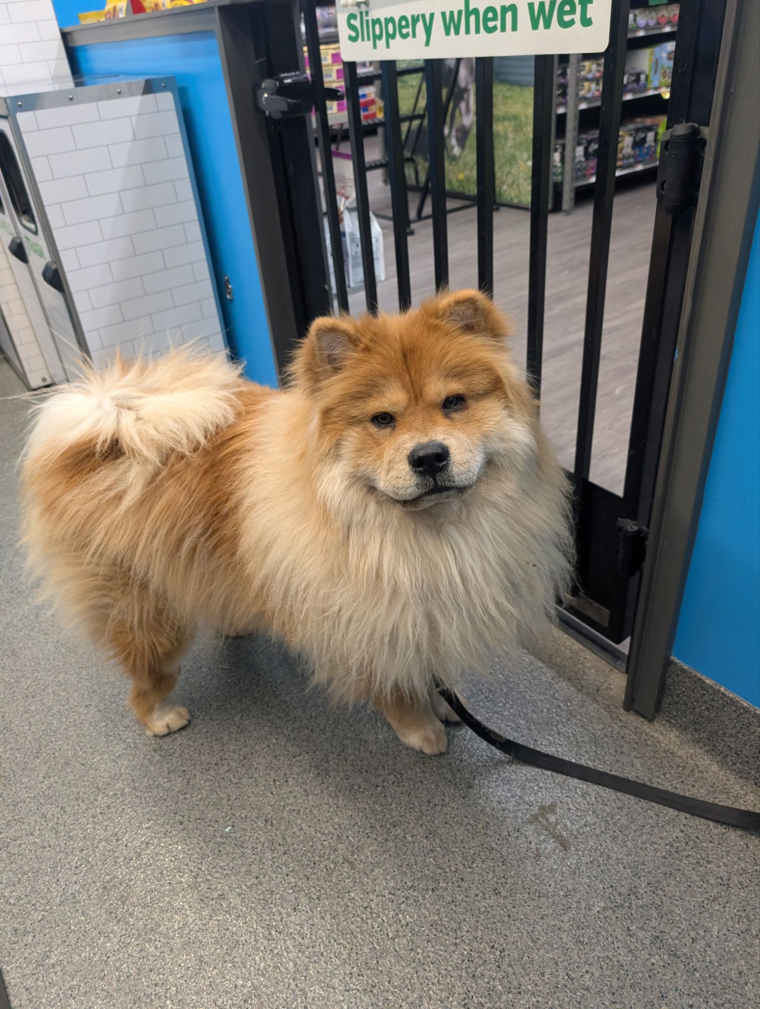 Leash training a chow chow puppy the best way