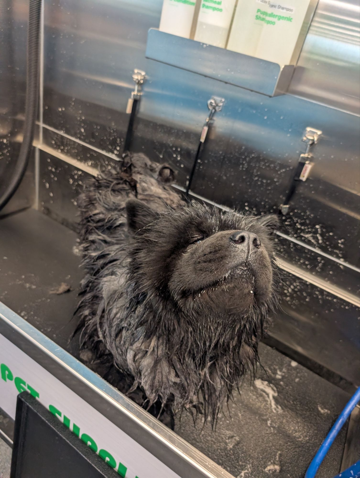 The best coat care checklist for chow chow owners