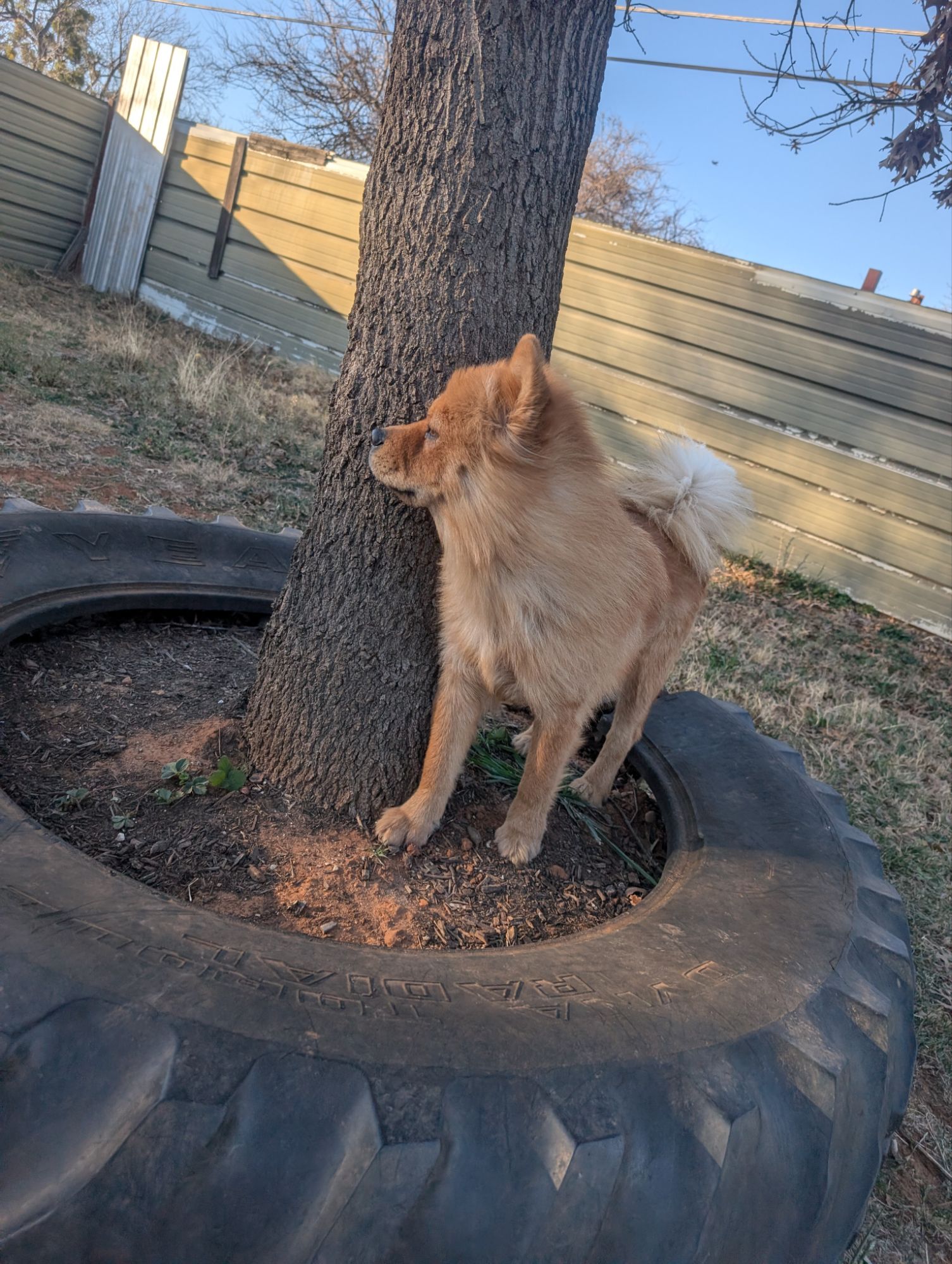 The Most Harmful Things New Puppy Owners Must Avoid