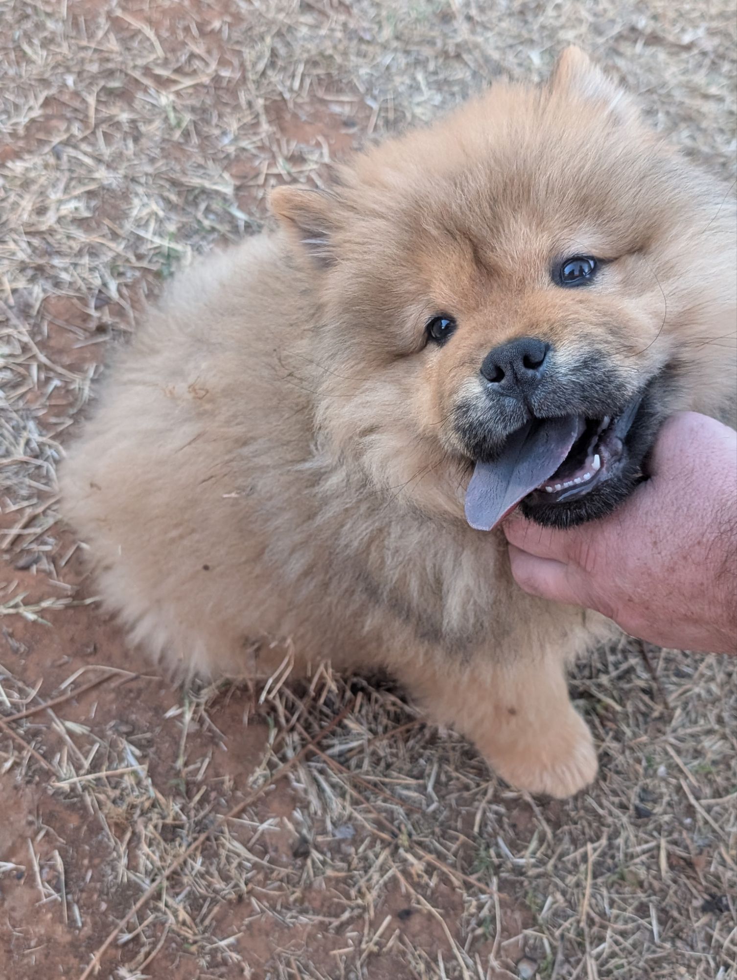 How a chow is different than other dogs. What makes them the best choice for you.