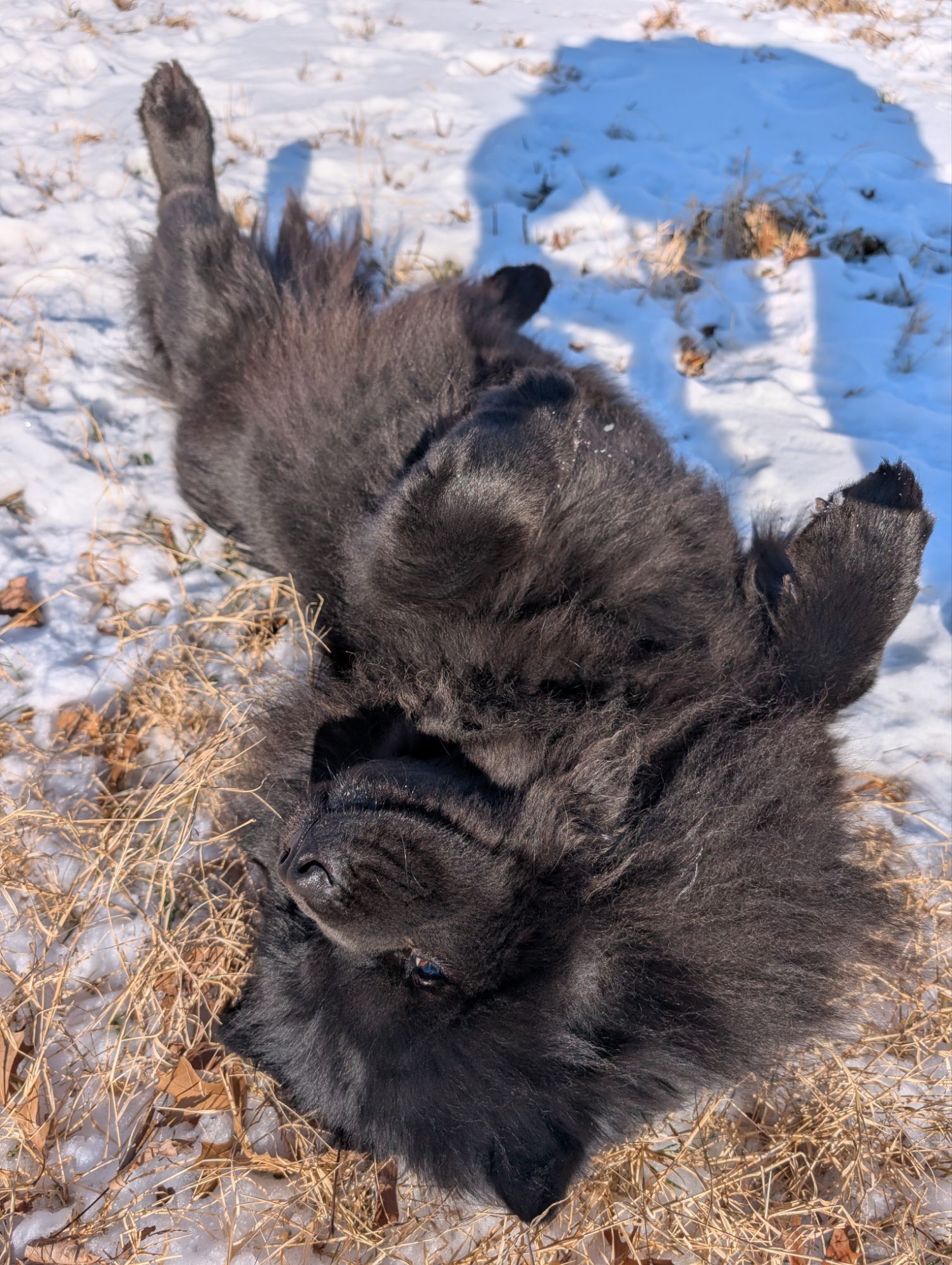 Sugar, Spice, and Everything Nice. Chow Chow Lover for Life.
