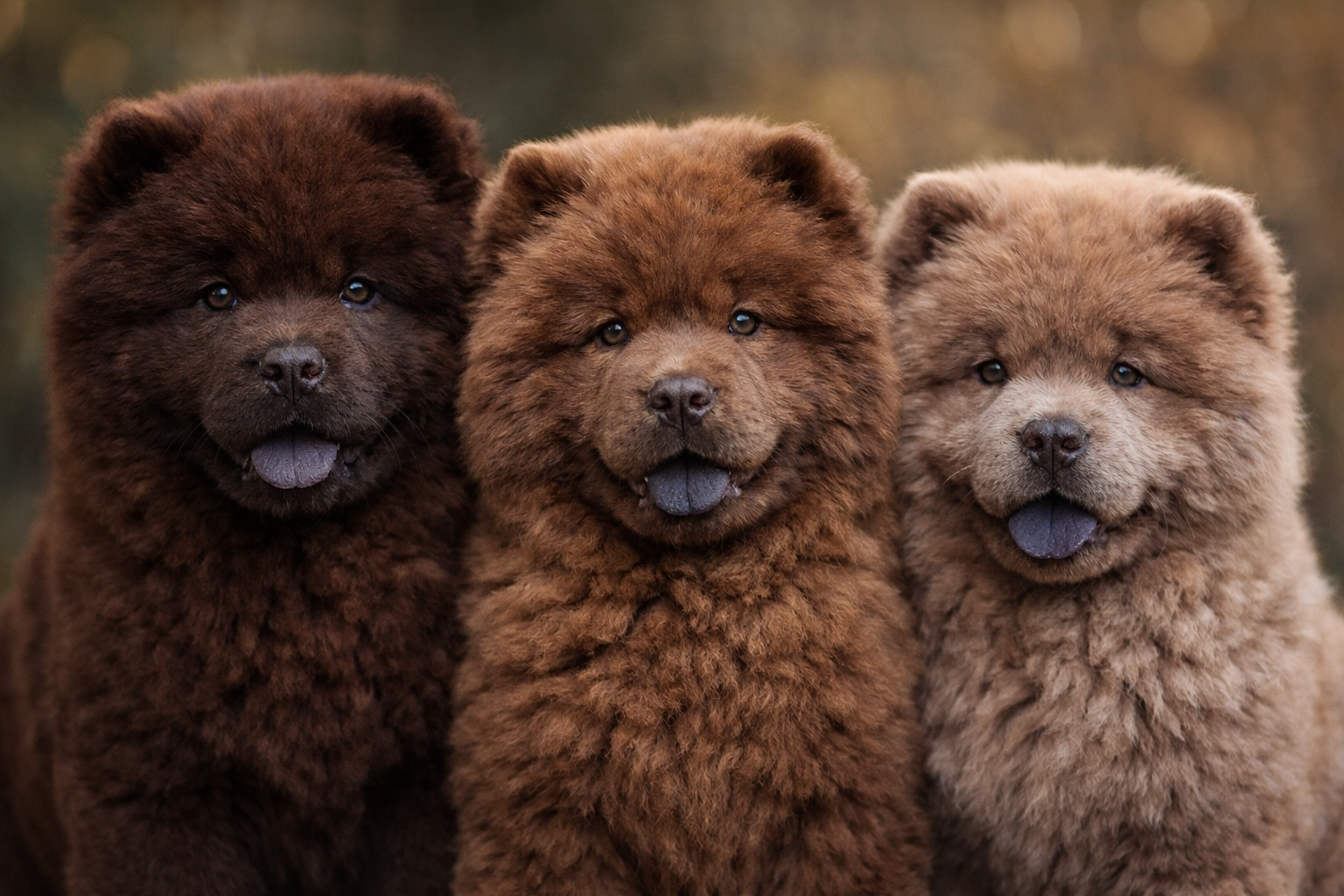 How Blue and Lilac Chow Chow Puppies Are Genetically Possible-Sterling&Loki