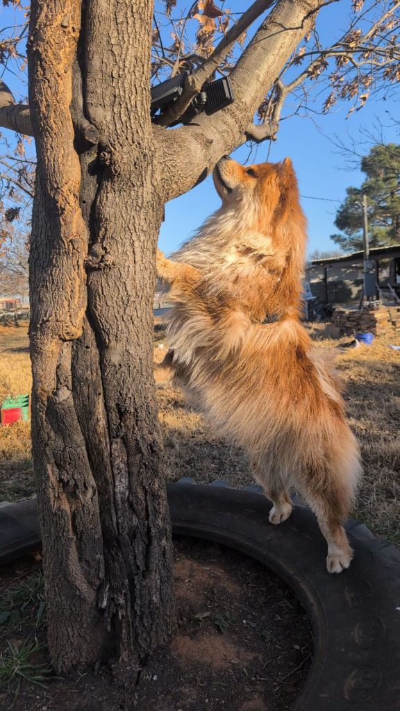 chow chow outside red coat